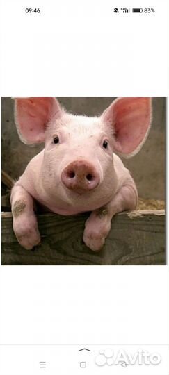 Белая крупная