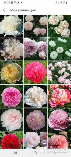 Пионы деленки