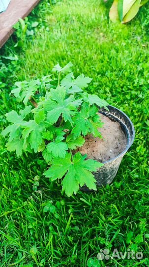 Дельфиниум белый