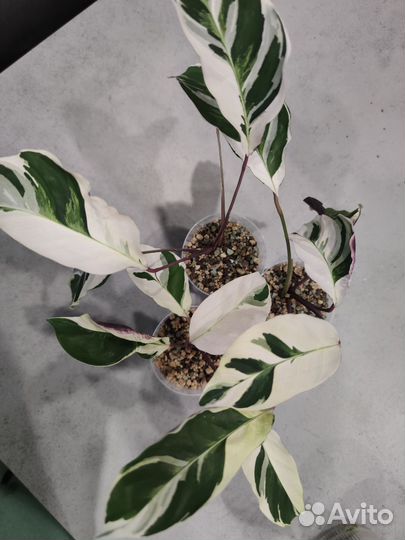 Калатея white fusion