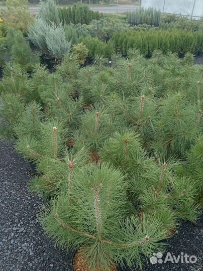 Сосны в горшках