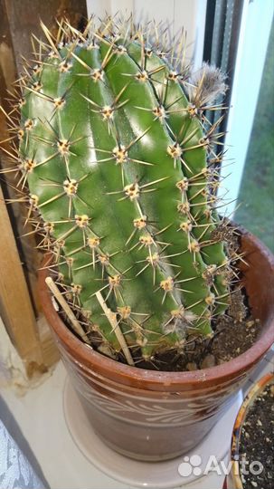 Кактус, денежное дерево