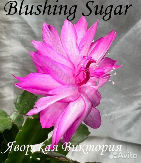 Шлюмбергера Blushing Sugar, махровые шлюмбергеры