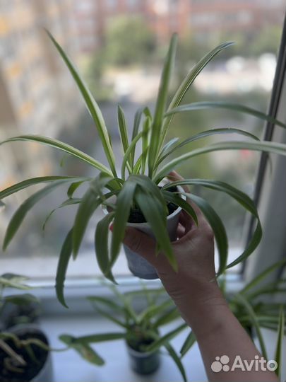 Хлорофитум