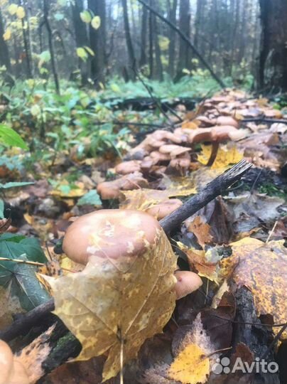 Грибы. Маринованные