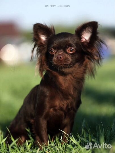 Чихуахуа девочка