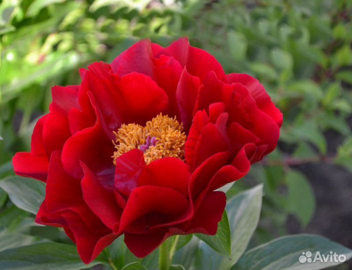 Пионы, многолетние цветы, хосты