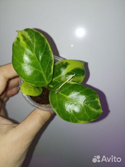 Хойя черенки, срезы