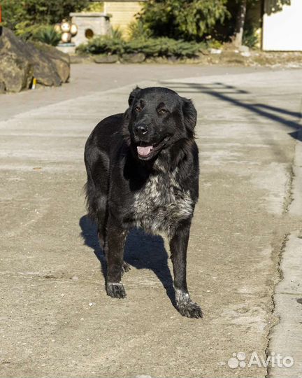 Собака в добрые руки отдам бесплатно