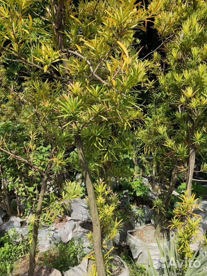 Ногоплодник или подокарпус