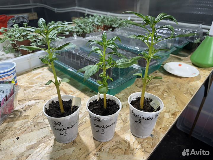 Бальзамин Том Самб Скарлет