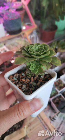 Суккуленты/Детки/Граптоверия/Эониум/Седум