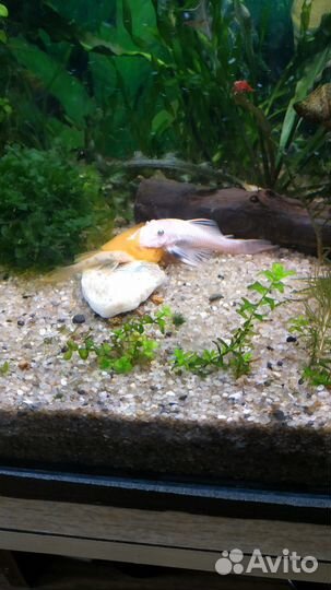 Песок белый.Анциструсы