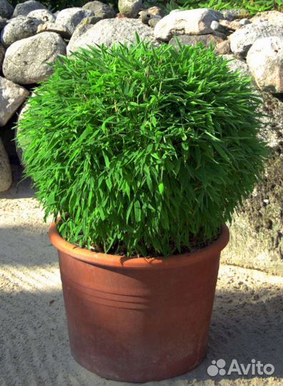 Бамбук редкие сорта чёрный, красный, полосатый