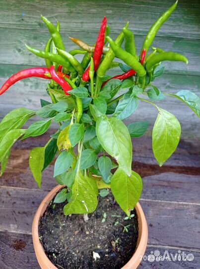 Рассада. Перец острый
