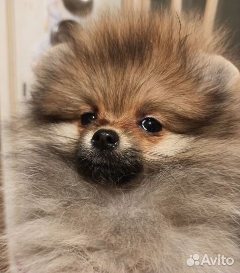 Щенки Шпица