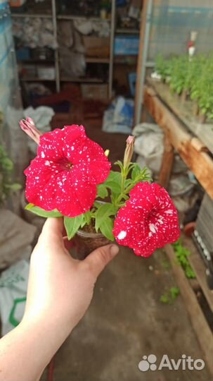 Вегетативнные растения