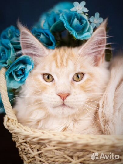 Мейн-кун котёнок Минор