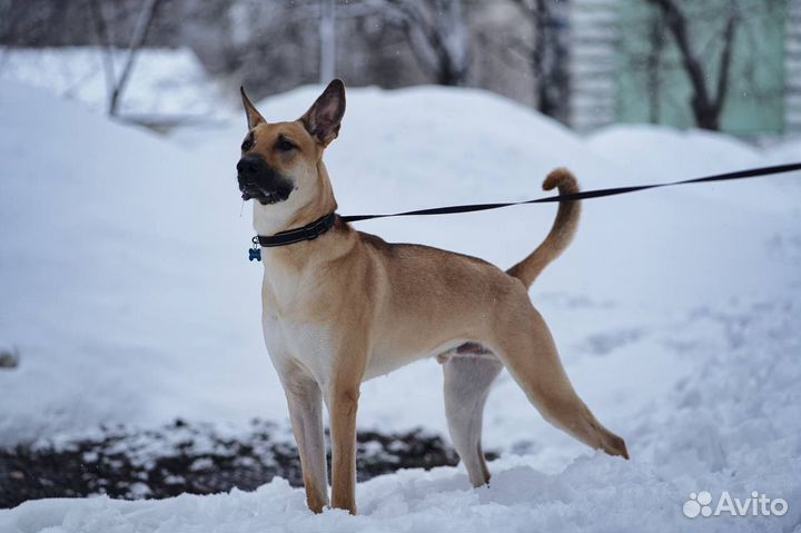 Собака в добрые руки