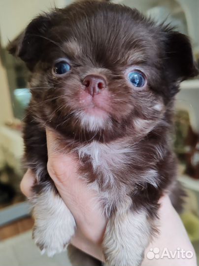 Элитный Шоколад Документы РКФ