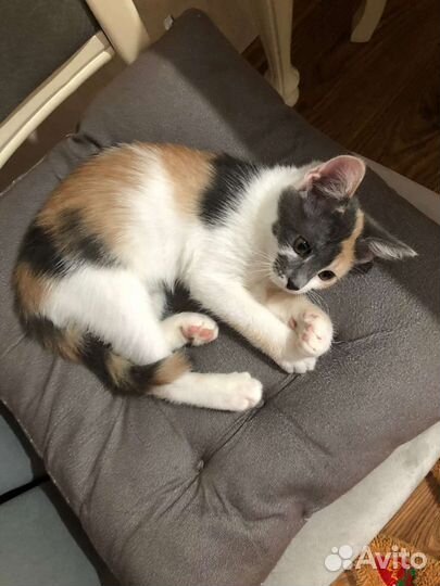 Котят отдам в хорошие руки