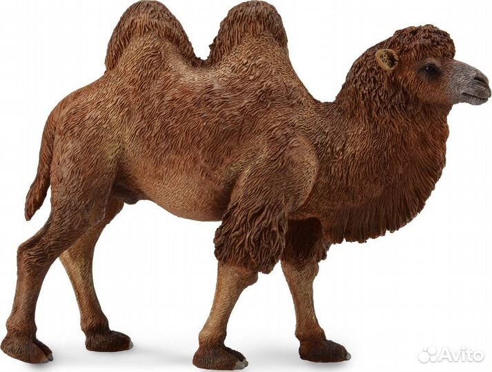 Двугорбный верблюд L 88807b