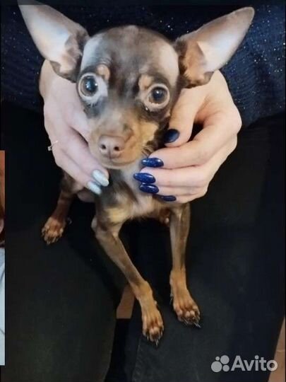 Мальчик на вязку