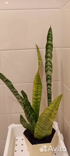 Сансевиерия