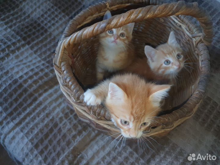 Котята в добрые руки мальчики
