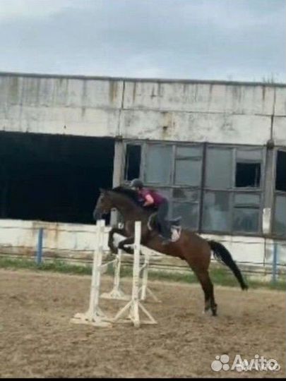 Конкурный мерин. Готовим документы на переезд