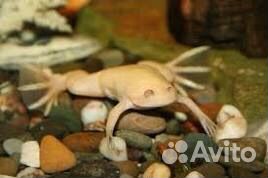 Шпорцевая лягушка