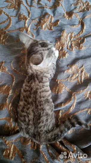 Папа для ваших котят
