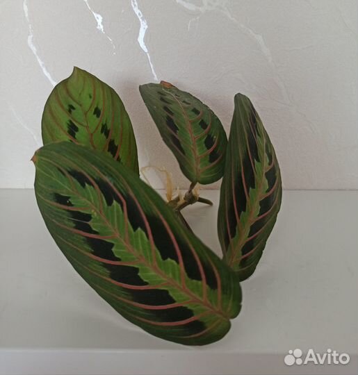 Маранта, сингониум империал вайт, спатифиллум и др