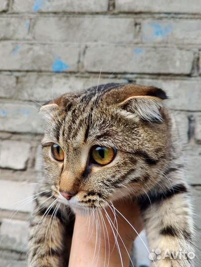 Котик в Добрые руки