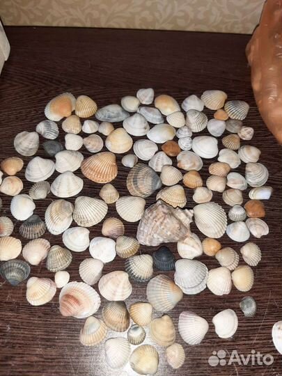 Морские ракушки раковины