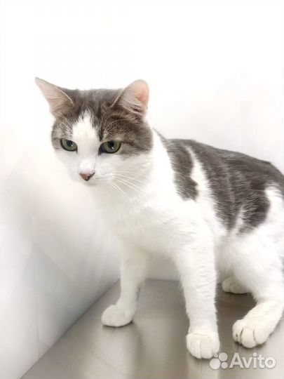 Кот Оскар красавчик ищет дом