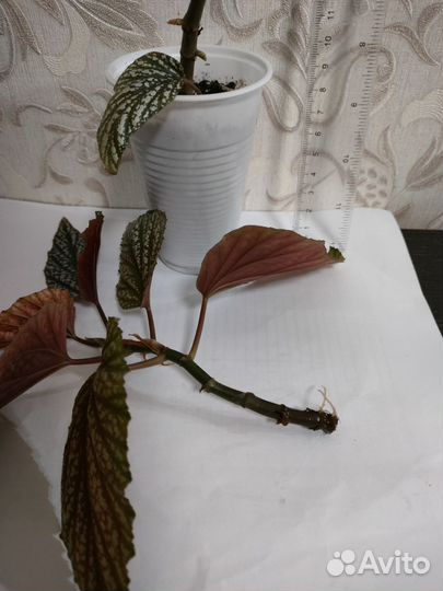 Излишки комнатных растений (возможен обмен)