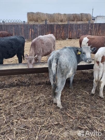 Продам телок на племя или на мясо