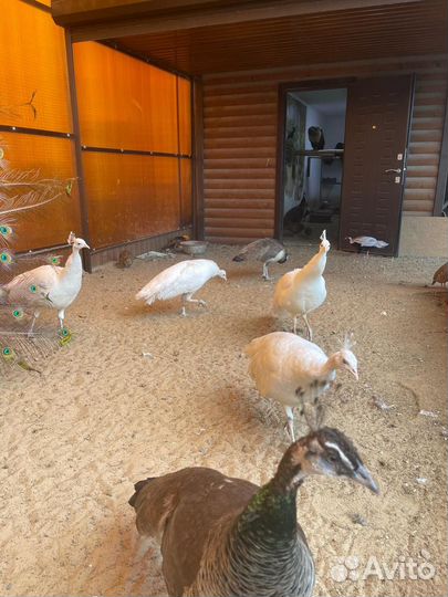 Яйца павлина и фазанов