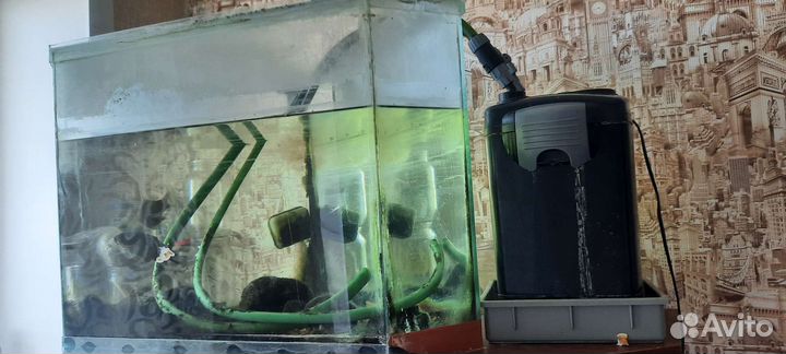 Аквариумные рыбки