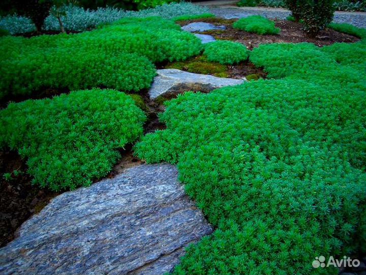 Лидский мох, очиток