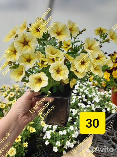 Петуния вегетативная