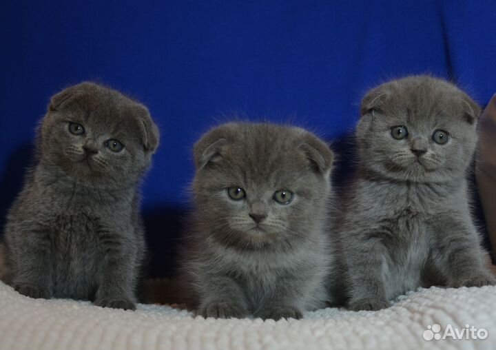 Вислоушки голубые