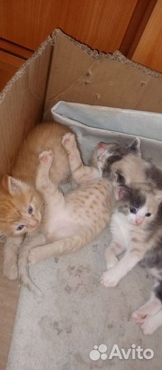 Отдам котят в добрые руки