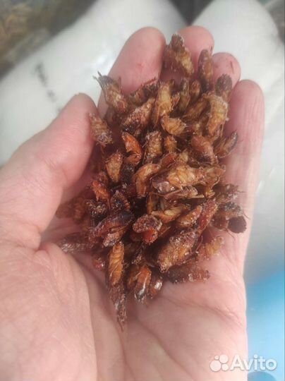 Корм для стрижа и микс для ежа, сверчки, таракан