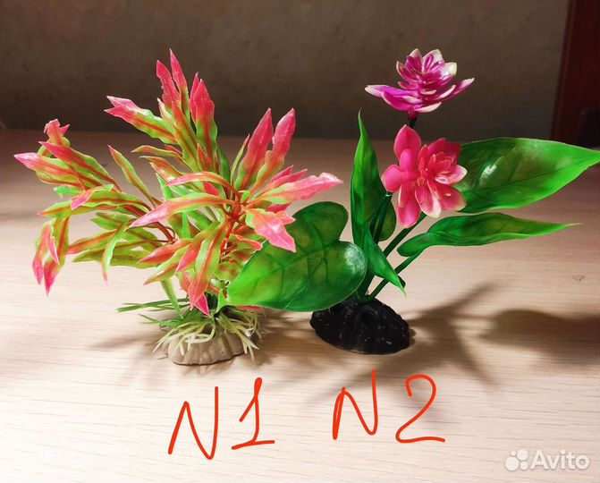 Анцитрусы разные, растения