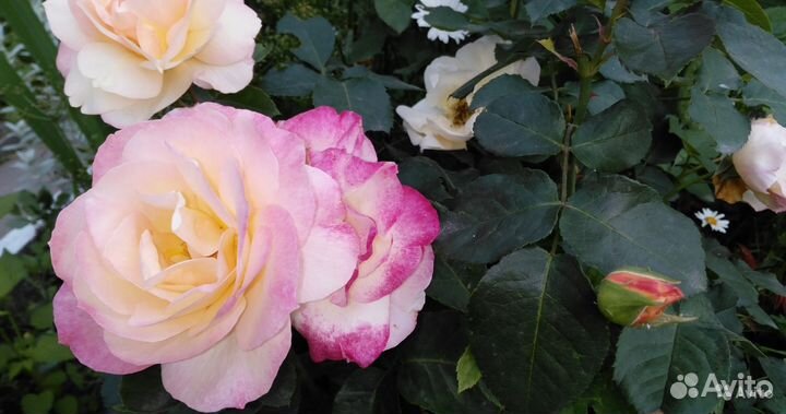 Каталог: Садовые растения