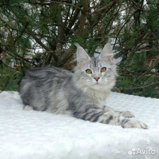 Кошечка серебро