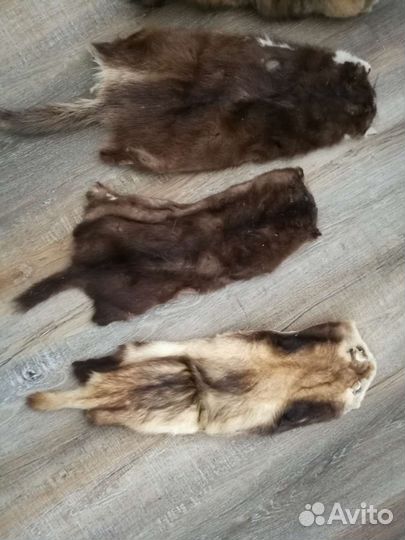 Шкурки пушных зверей