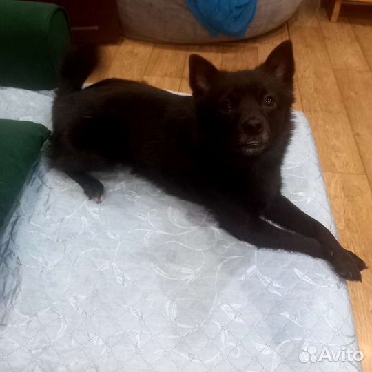 Бельгийская овчарка